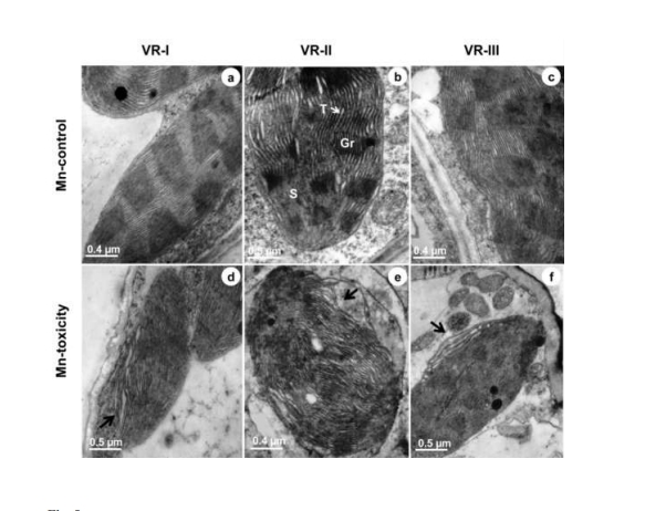 Anatomical and physiological bases of sugarcane tolerance to manganese toxicity