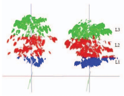 Estimating the canopy architecture and photosynthesis of coffea Arabica L. Plants cultivated under long-term elevated air CO2 concentration