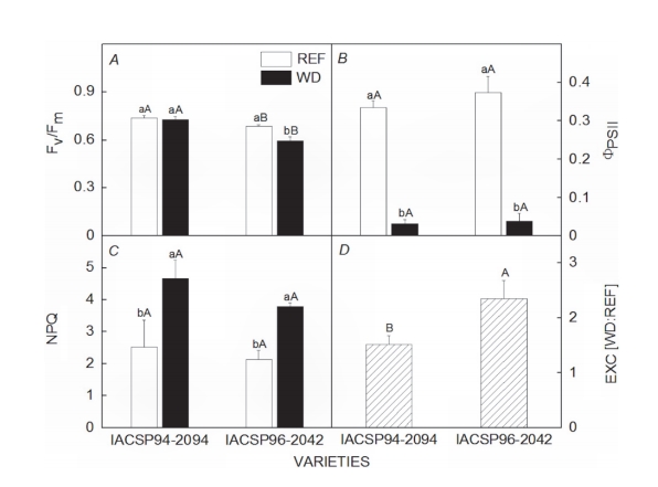 Photosynthetic and antioxidant responses to drought during sugarcane ripening