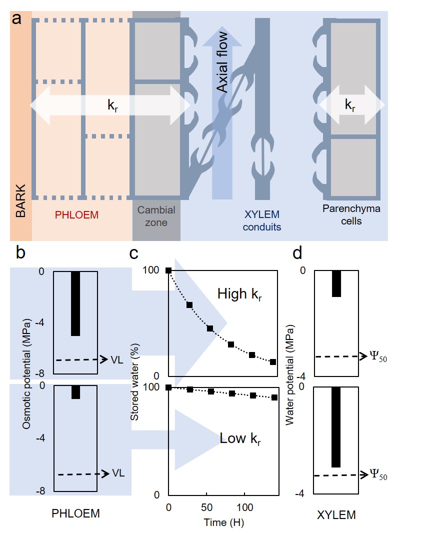 Radial stem flow and its importance when measuring xylem hydraulic conductance