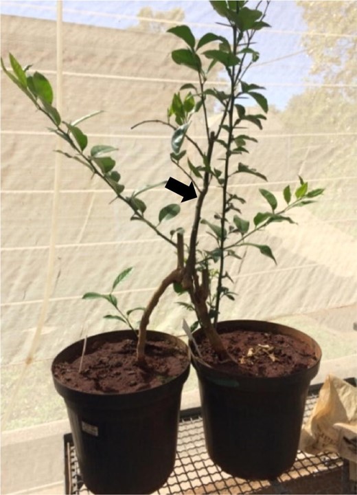 Hydraulic redistribution in Citrus rootstocks under drought