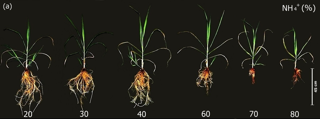 Photosynthesis and biomass accumulation in young sugarcane plants grown under increasing ammonium supply in nutrient solution