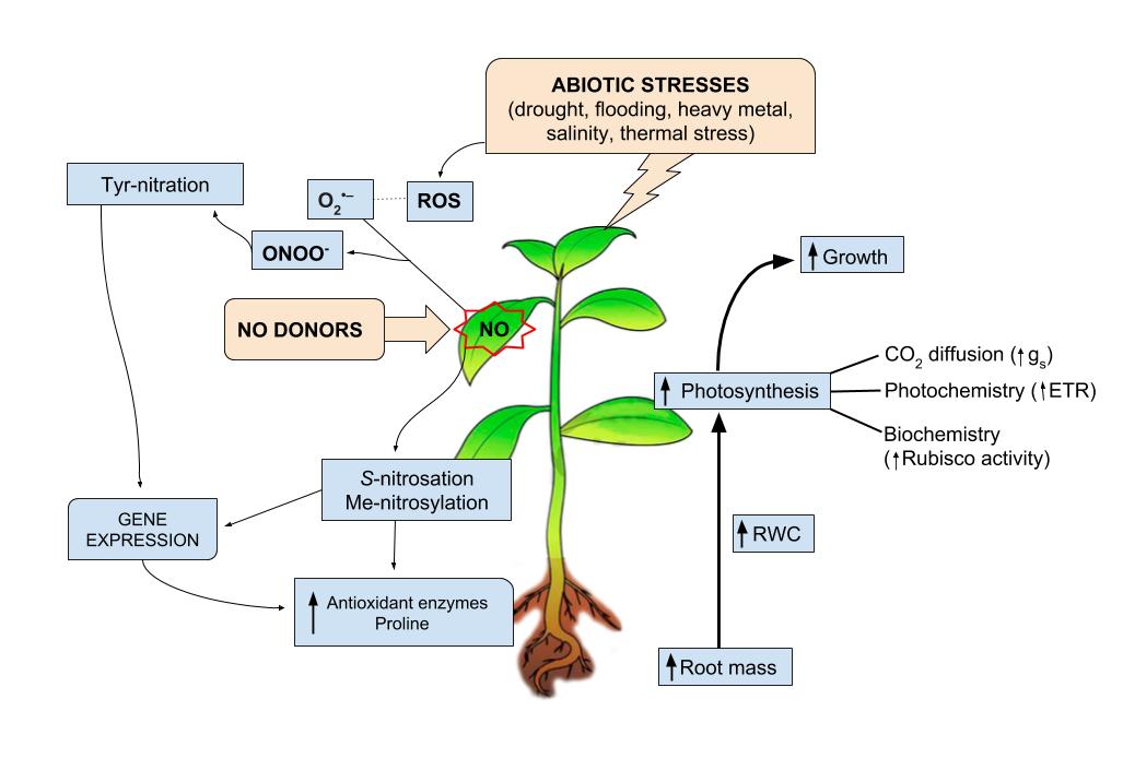 Nitric Oxide-Induced Tolerance in Plants under Adverse Environmental Conditions