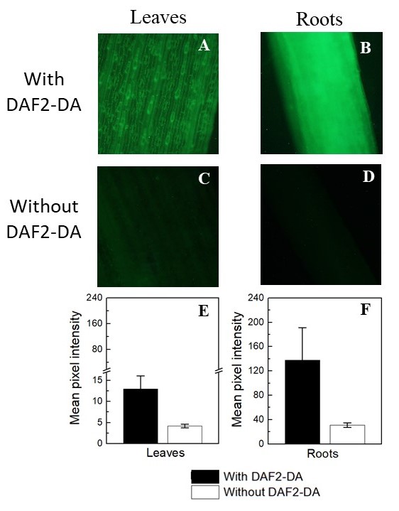 Extracellular and intracellular no detection in plants by diaminofluoresceins (Book Chapter)