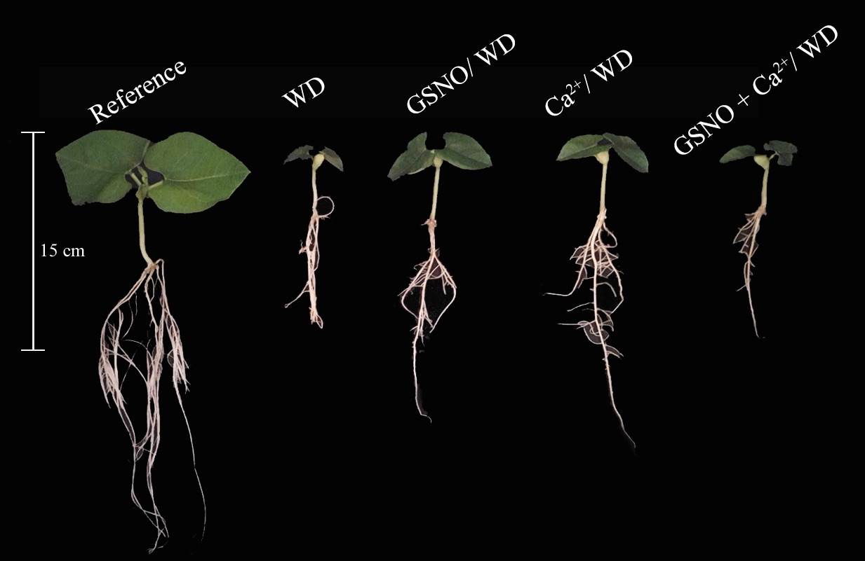 Germination and initial growth of common bean plants under water deficit as affected by seed treatment with S-nitrosoglutathione and calcium chloride