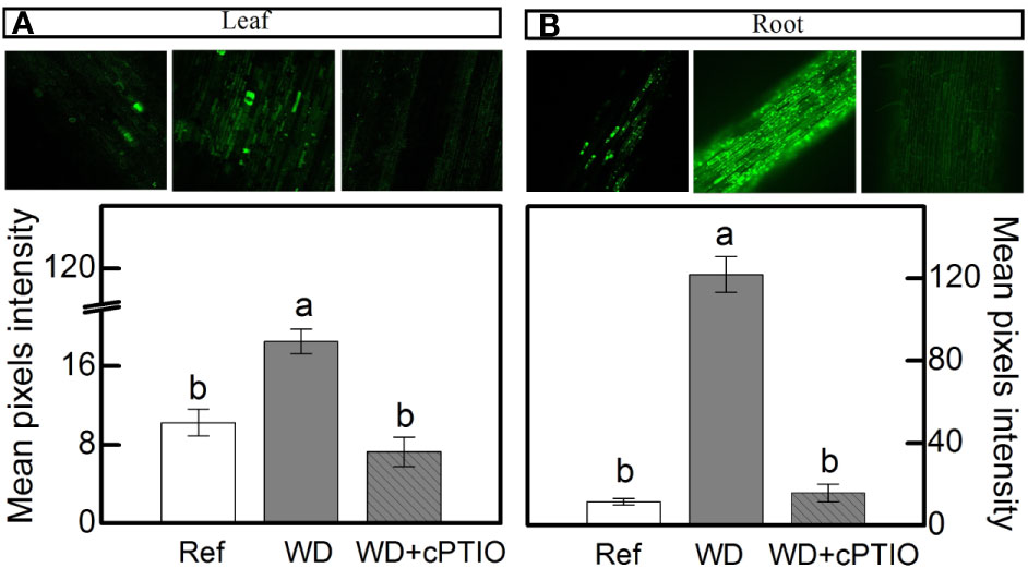 Enhanced nitric oxide synthesis through nitrate supply improves drought tolerance of sugarcane plants