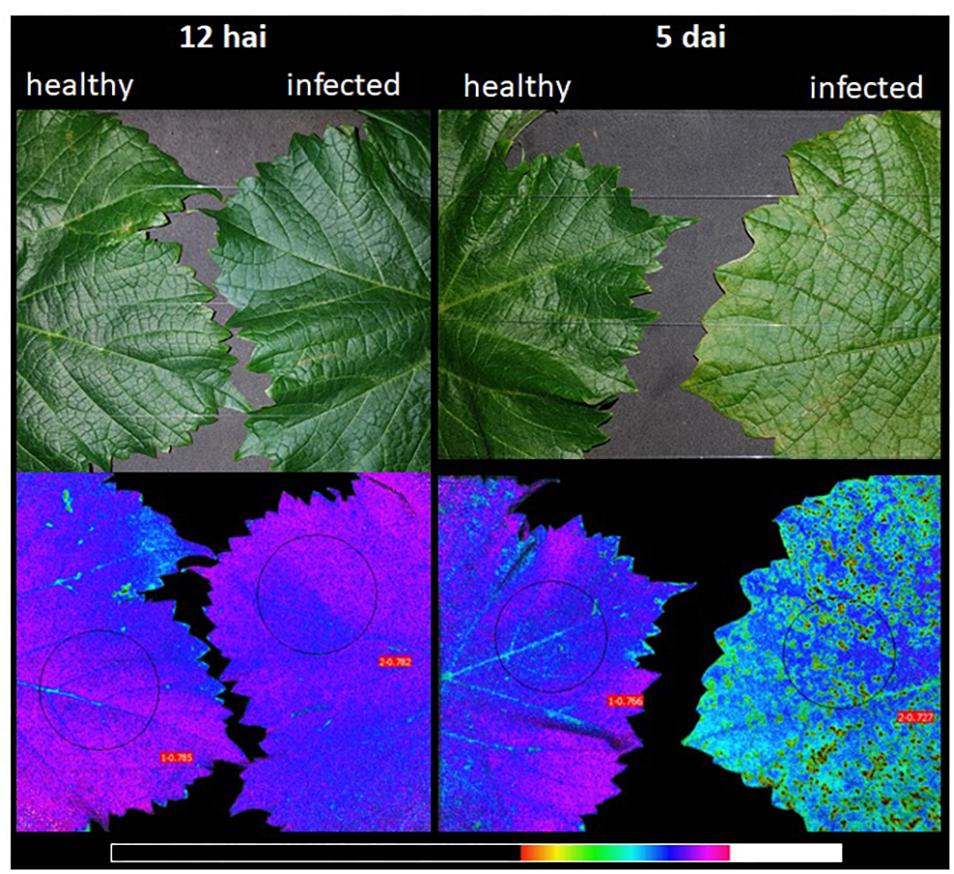 Photosynthetic cost associated with induced defense to Plasmopara viticola in grapevine