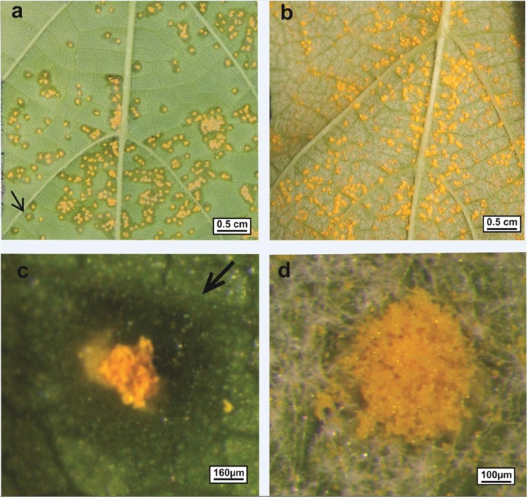 Photosynthetic damage caused by grapevine rust (Phakopsora euvitis) in Vitis vinifera and Vitis labrusca