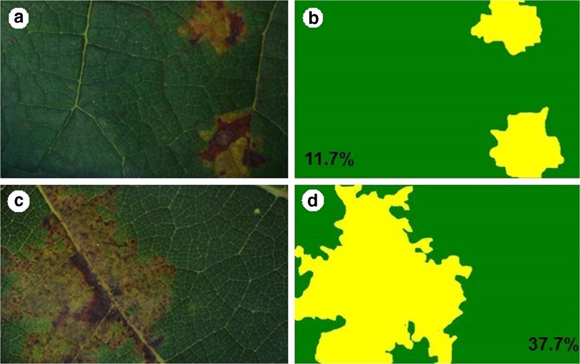 Virtual lesions and photosynthetic damage caused by Plasmopara viticola in Vitis labrusca