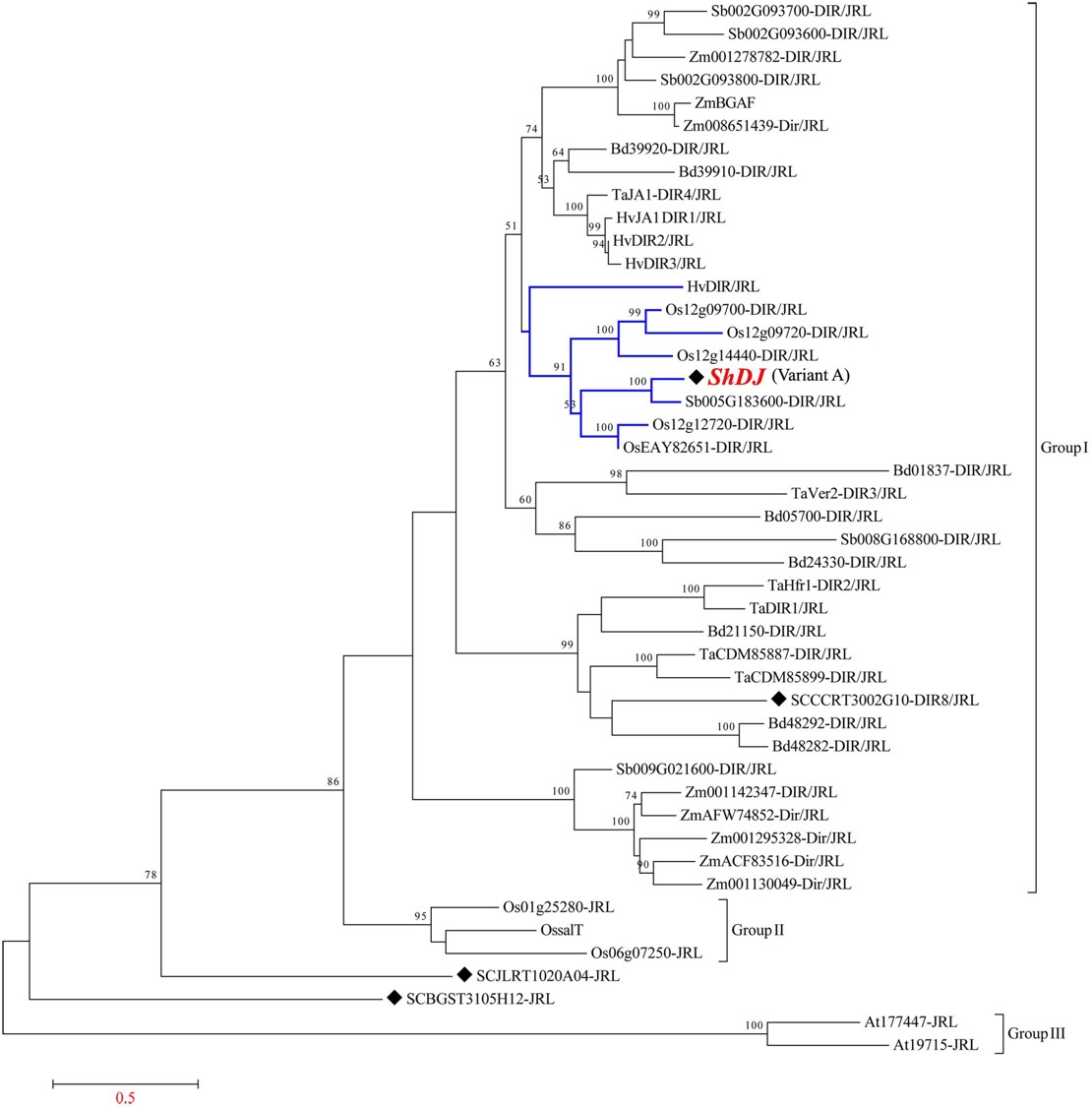 Biomass Accumulation and Cell Wall Structure of Rice Plants Overexpressing a Dirigent-Jacalin of Sugarcane (ShDJ) Under Varying Conditions of Water Availability