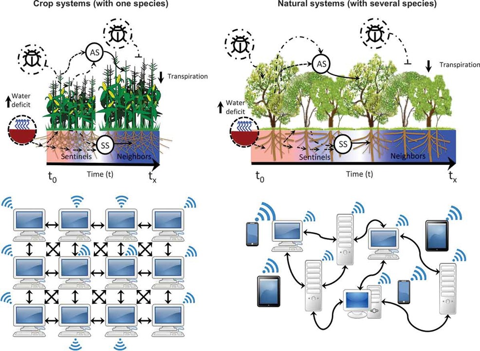 Sentinel plants as programmable processing units: insights from a multidisciplinary perspective about stress memory and plant signaling and their relevance at community level