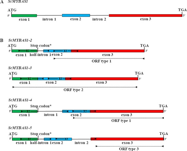 Overexpression of ScMYBAS1 alternative splicing transcripts differentially impacts biomass accumulation and drought tolerance in rice transgenic plants