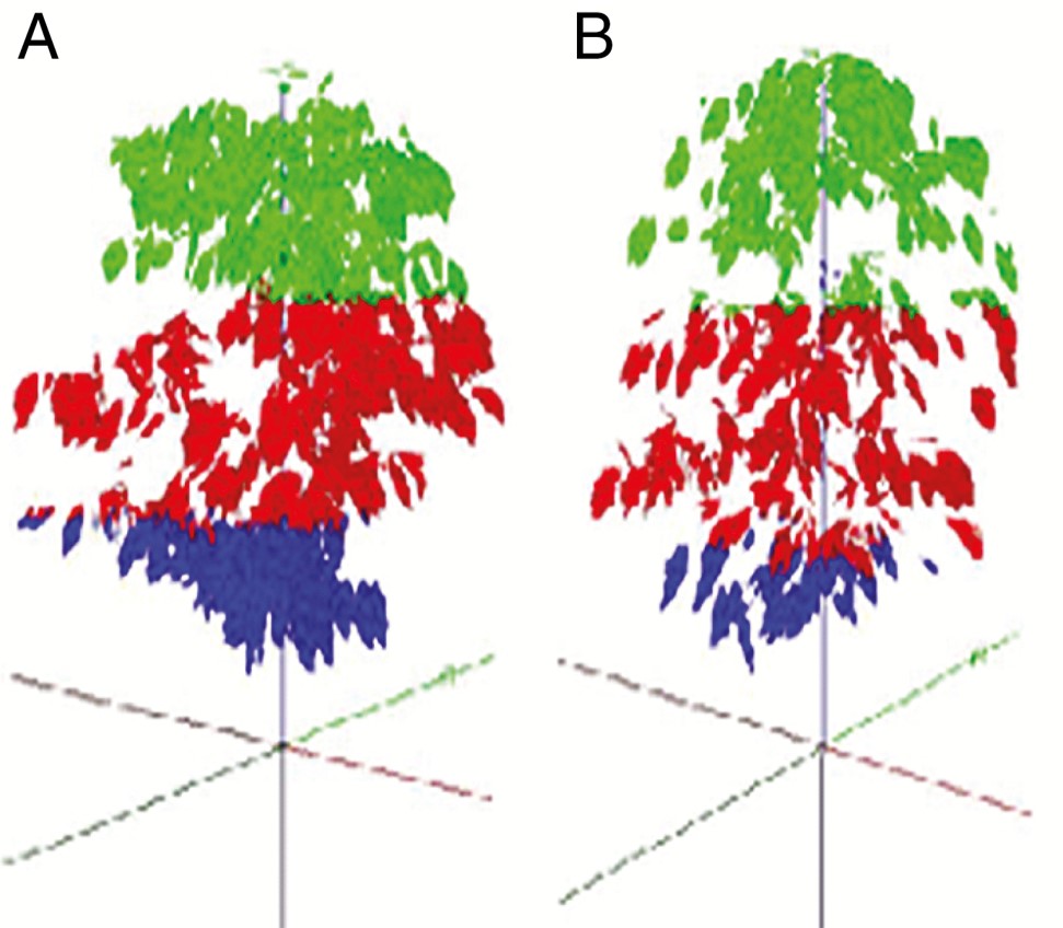 Structural and functional changes in coffee trees after 4 years under free air CO2 enrichment 