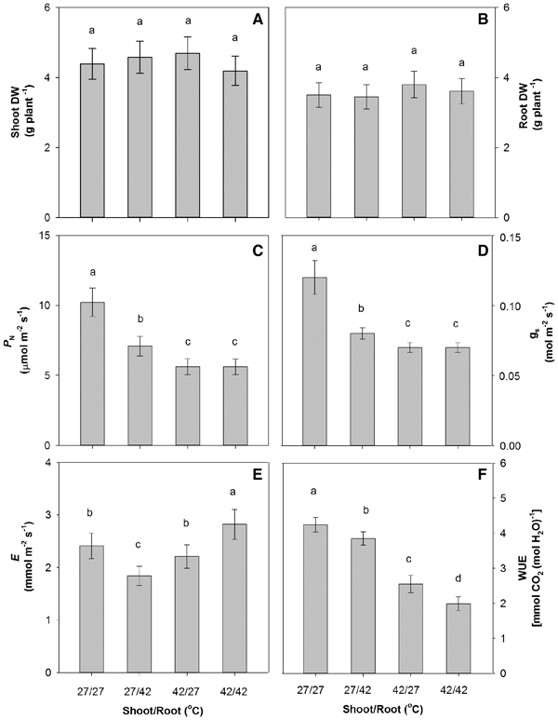 Photosynthetic and antioxidant responses of Jatropha curcas plants to heat stress: on the relative sensitivity of shoots and roots