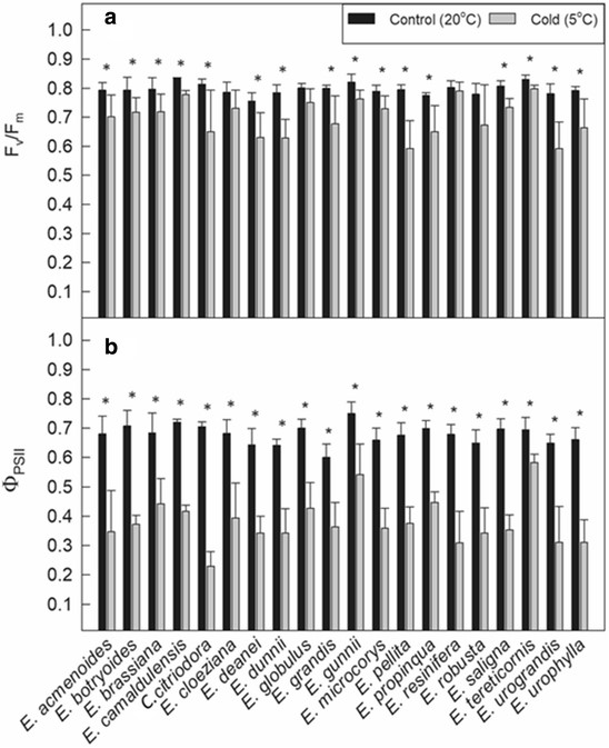 Photochemical responses to abrupt and gradual chilling treatments in eucalyptus species