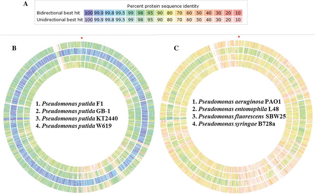 Rhizobacteria improve sugarcane growth and photosynthesis under well‐watered conditions