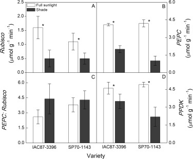 Flexibility of C4 decarboxylation and photosynthetic plasticity in sugarcane plants under shading