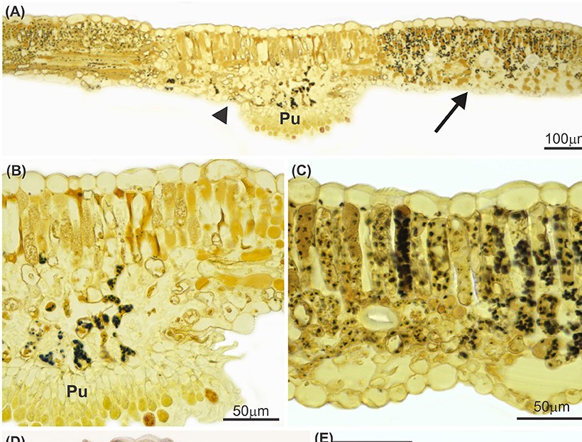 Phakopsora euvitis Causes Unusual Damage to Leaves and Modifies Carbohydrate Metabolism in Grapevine