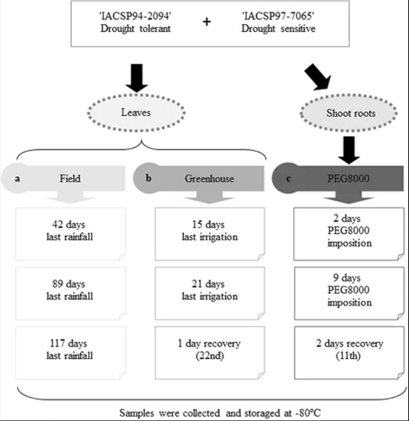 Reference genes for normalization of qPCR assays in sugarcane plants under water deficit