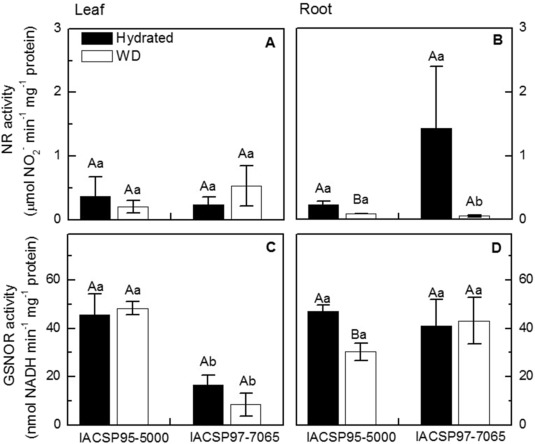 Evidence towards the involvement of nitric oxide in drought tolerance of sugarcane