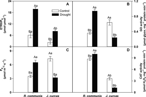  Cyclic electron flow, NPQ and photorespiration are crucial for the establishment of young plants of Ricinus communis and Jatropha curcas exposed to drought 