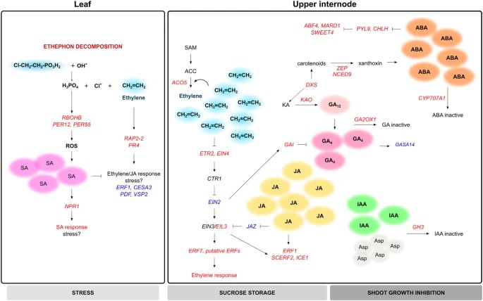 Ethylene-induced transcriptional and hormonal responses at the onset of sugarcane ripening