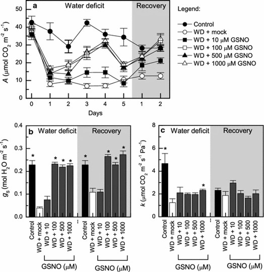 Exogenous nitric oxide improves sugarcane growth and photosynthesis under water deficit