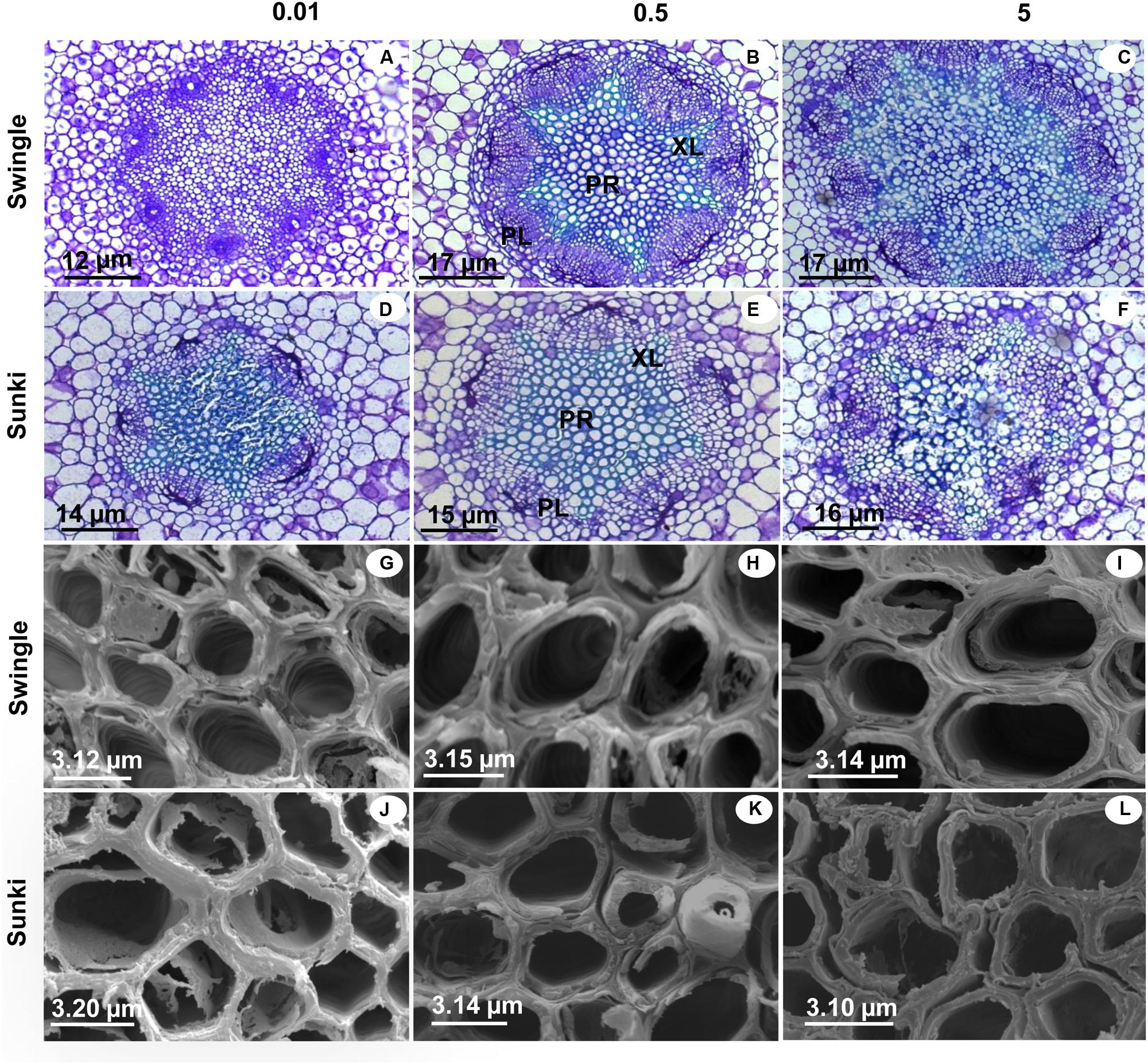 Anatomical and Physiological Responses of Citrus Trees to Varying Boron Availability Are Dependent on Rootstock