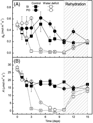 Drought tolerance in cowpea species is driven by less sensitivity of leaf gas exchange to water deficit and rapid recovery of photosynthesis after rehydration