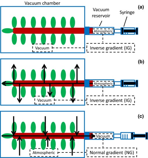 Plant pneumatics: stem air flow is related to embolism – new perspectives on methods in plant hydraulics