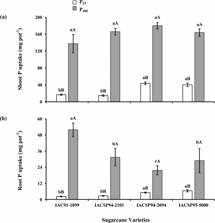 Phosphorus deficiency impairs shoot regrowth of sugarcane varieties.