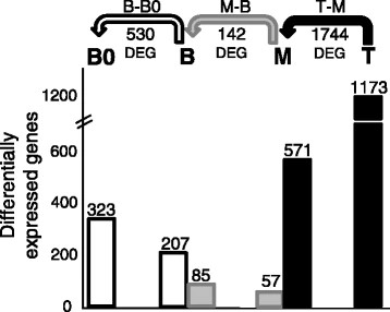 Physiological and transcriptional analyses of developmental stages along sugarcane leaf