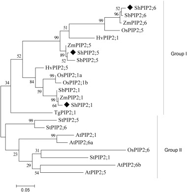 Characterization of PIP2 aquaporins in Saccharum hybrids
