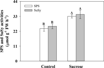 Exogenous sucrose supply changes sugar metabolism and reduces photosynthesis of sugarcane through the down-regulation of Rubisco abundance and activity