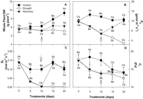 Photoprotective function of energy dissipation by thermal processes and photorespiratory mechanisms in Jatropha curcas plants during different intensities of drought and after recovery