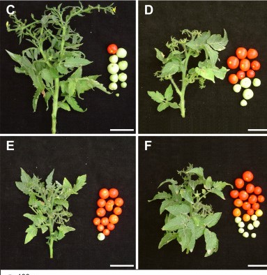 Semi-determinate growth habit adjusts the vegetative-to-reproductive balance and increases productivity and water-use efficiency in tomato (Solanum lycopersicum)