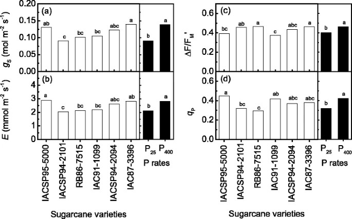 Sugarcane performance under phosphorus deficiency: physiological responses and genotypic variation