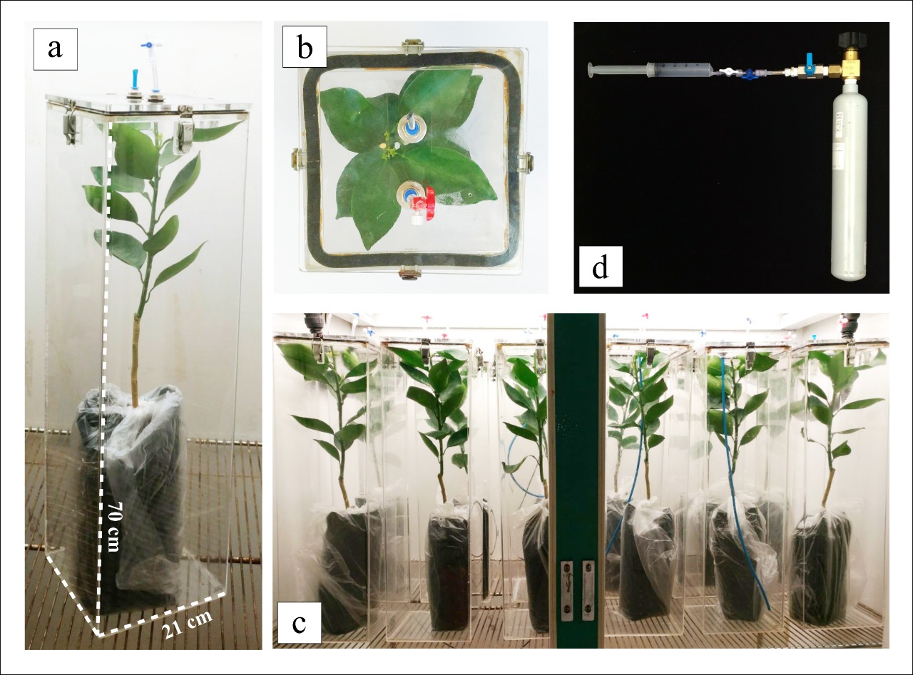 Sink strength of citrus rootstocks under water deficit