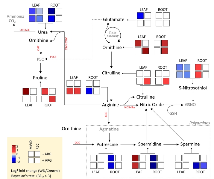 Leaf arginine spraying improves leaf gas exchange under water deficit and root antioxidant responses during the recovery period