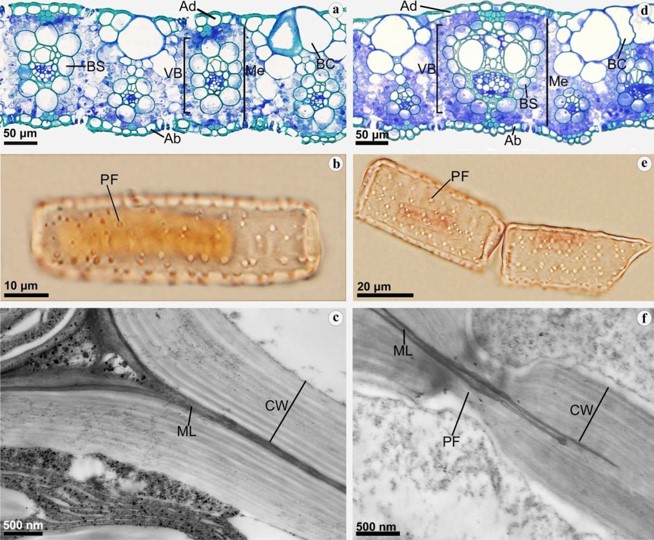 Role of bundle sheath conductance in sustaining photosynthesis competence in sugarcane plants under nitrogen deficiency