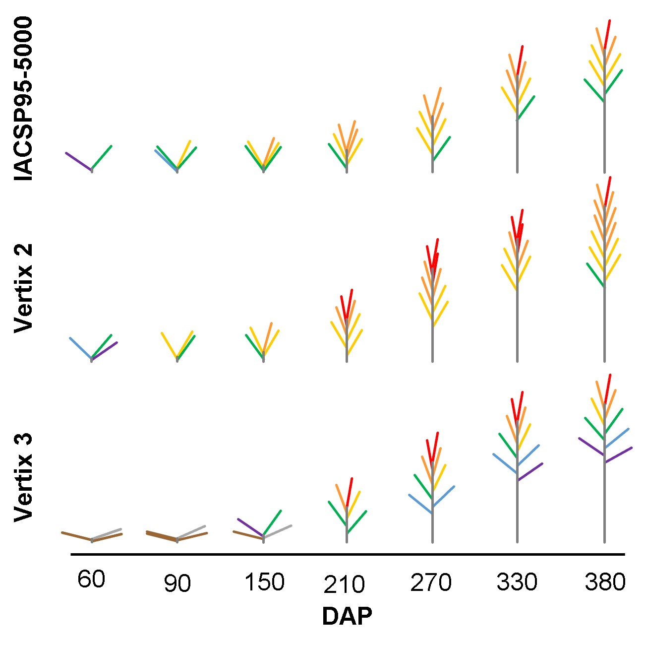 Morpho-physiological bases of biomass production by energy cane and sugarcane: A comparative study