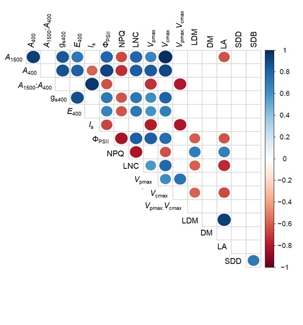 Variability and heritability of photosynthetic traits in Saccharum complex