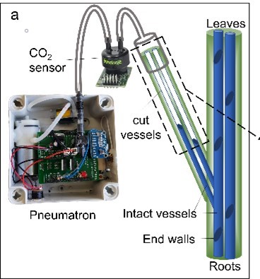 Dynamic changes in gas solubility of xylem sap reiterate the enigma of plant water transport under negative pressure