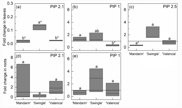 Leaf PIP2.1 and PIP2.5 are down-regulated in ‘Mandarin’ lime under drought