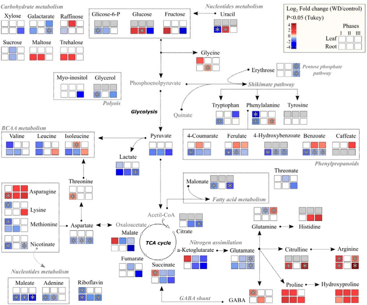 Metabolic profiling of drought tolerance: revealing how citrus rootstocks modulate plant metabolism under varying water availability