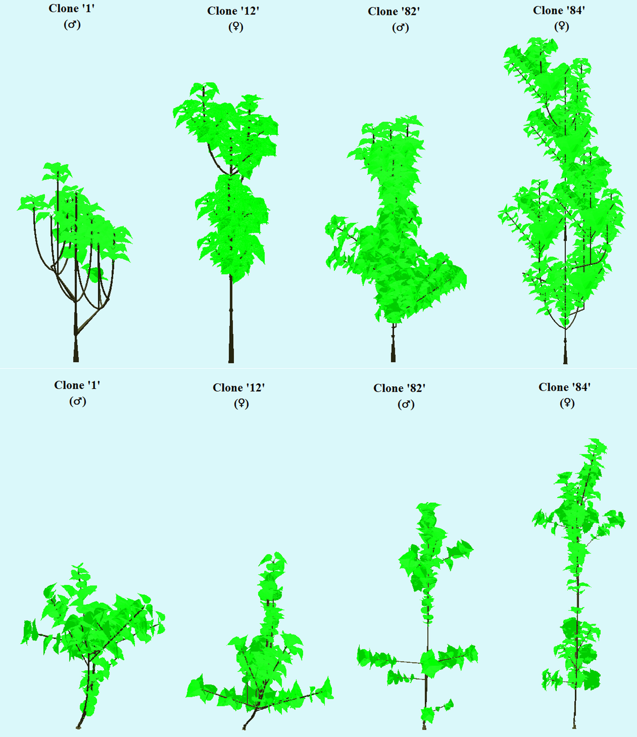 Canopy architecture and diurnal CO2 uptake in male and female clones of yerba-mate cultivated in monoculture and agroforestry