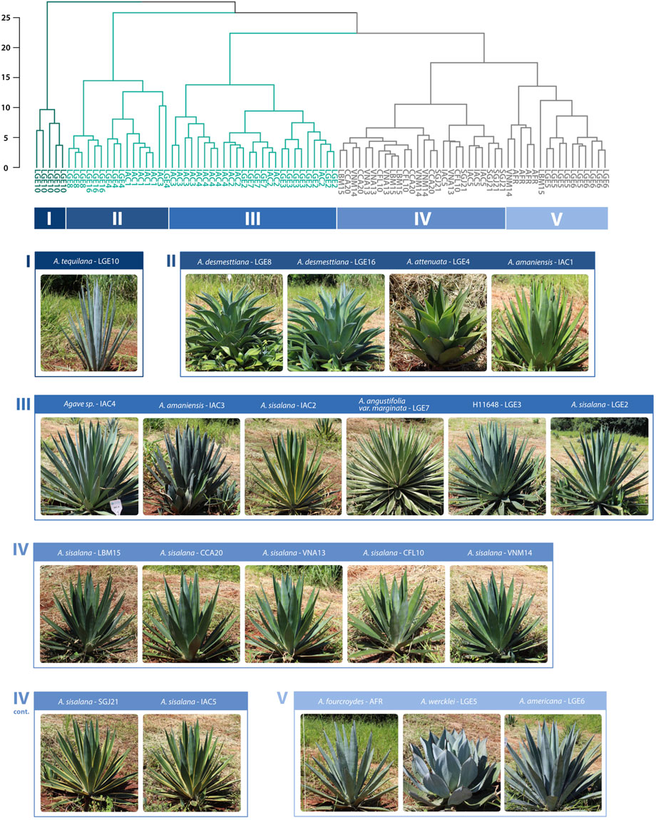 Rescuing the Brazilian Agave breeding program: morphophysiological and molecular characterization of a new germplasm