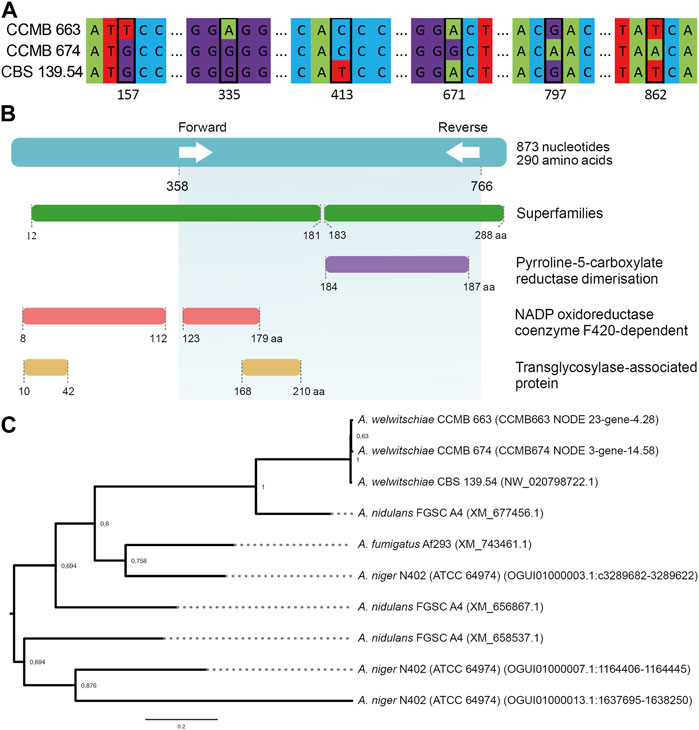 Molecular epidemiology of sisal bole rot disease suggests a potential phytosanitary crisis in Brazilian production areas