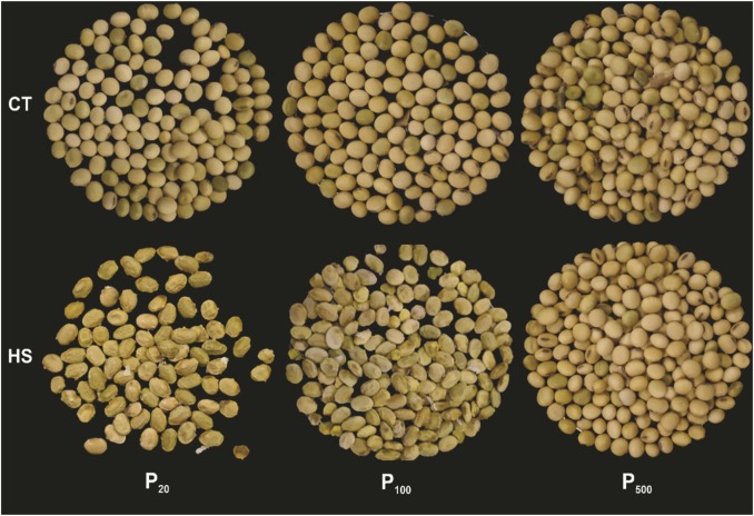 High post-flowering phosphorus status promotes the tolerance of soybean to terminal heat stress