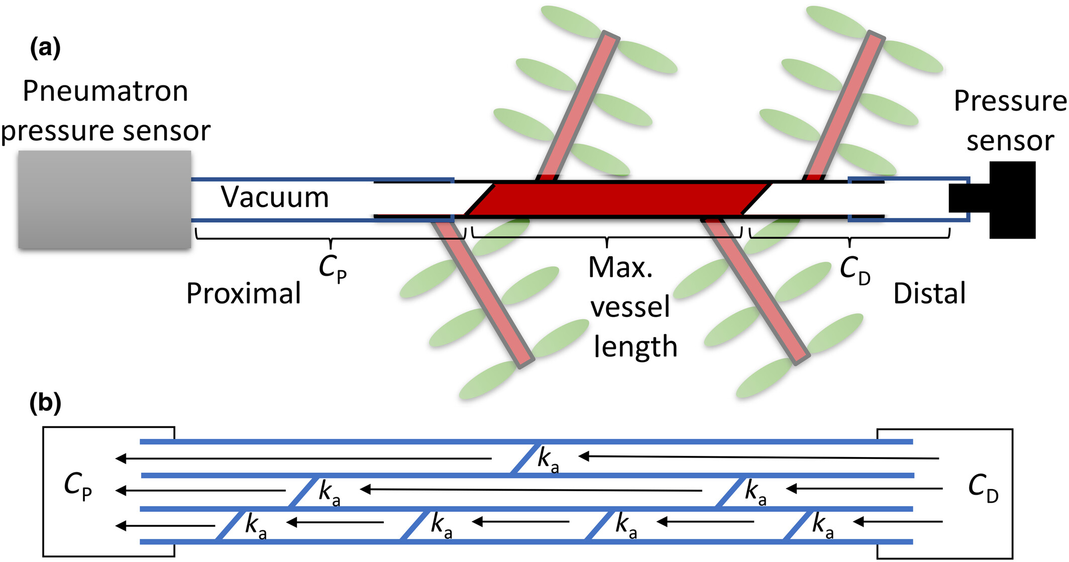 Angiosperms follow a convex trade-off to optimize hydraulic safety and efficiency